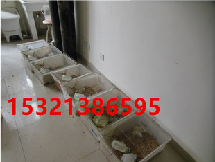 大鼠实验笼/大小鼠笼/白鼠繁殖笼/小鼠饲养笼子/小鼠实验笼