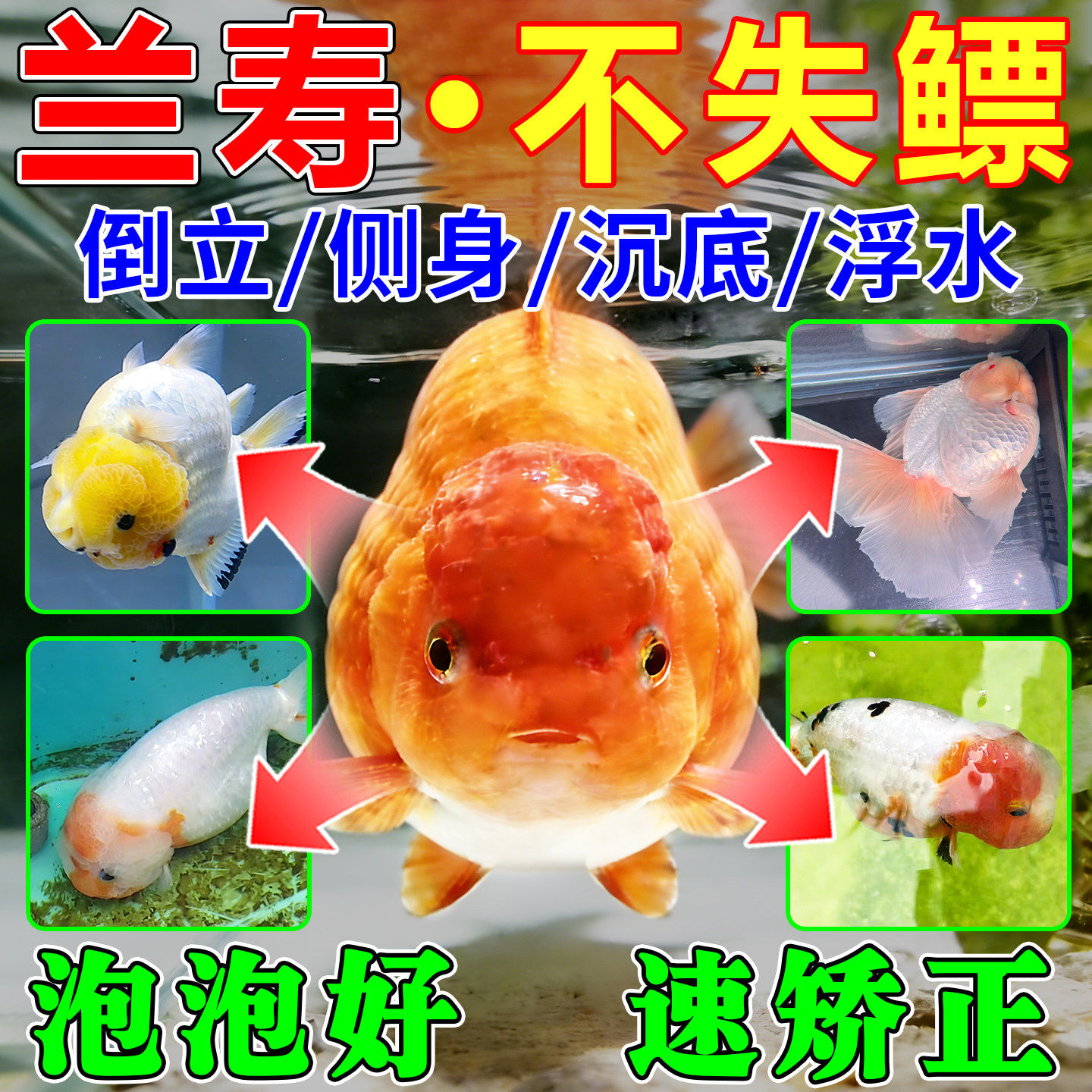 兰寿专用液金鱼失鳔矫正器趴缸鱼病炸鳞身上白点白毛杀菌亚甲基蓝,宠物/宠物食品及用品,其他益生菌,淘宝优惠券,粉丝福利购,淘宝优惠卷