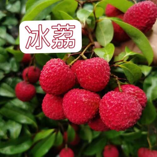 荔枝树苗嫁接无核桂味妃子笑白糖罂糯米糍荔枝苗南北方庭院种植