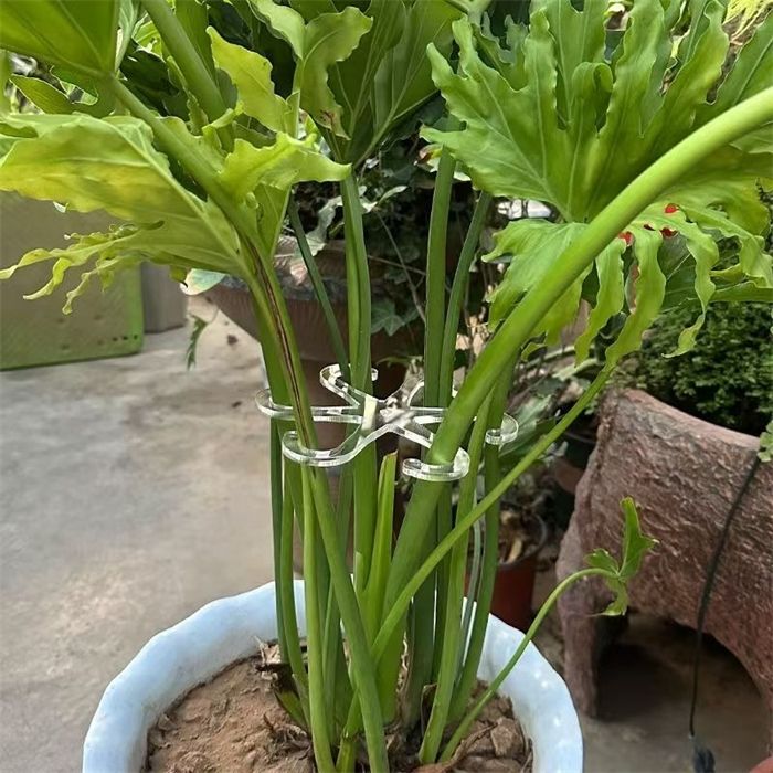 绿萝根茎支撑龟背竹花艺固定器防倒伏花卉盆艺收拢架加厚植物支架