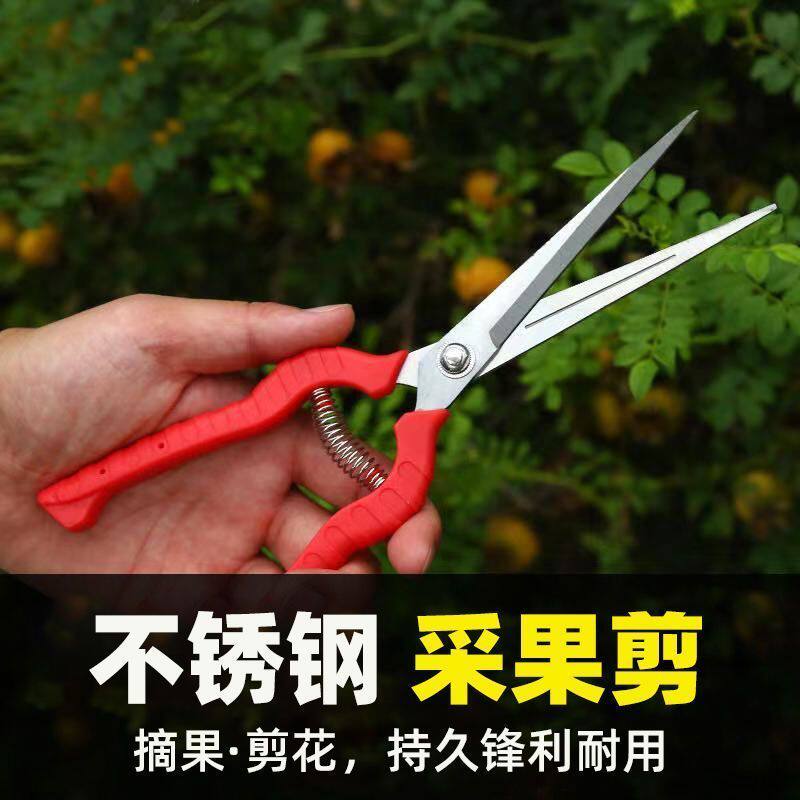 果蔬采摘剪摘果花椒剪果子修剪剪刀葡萄粒花艺蔬果采果剪