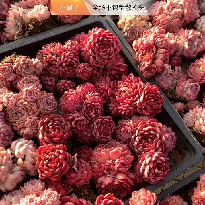 玻璃门贴纸多肉植物早餐店