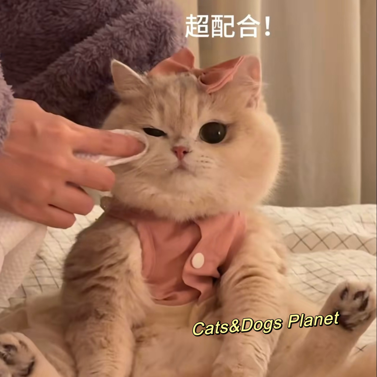 薄荷同款可爱女仆裙装猫狗通用款