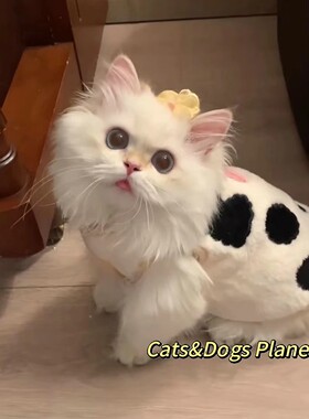 冬天加绒保暖新款背心奶猫小型犬
