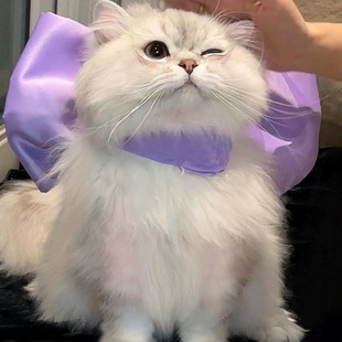 汤姆的梦中情猫玛丽猫蝴蝶结造型项圈猫咪围脖挂饰脖圈美女猫领结