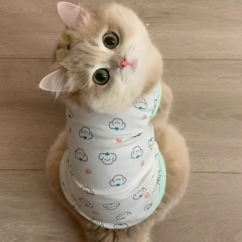 猫咪春夏薄荷绿家居服柔软舒适