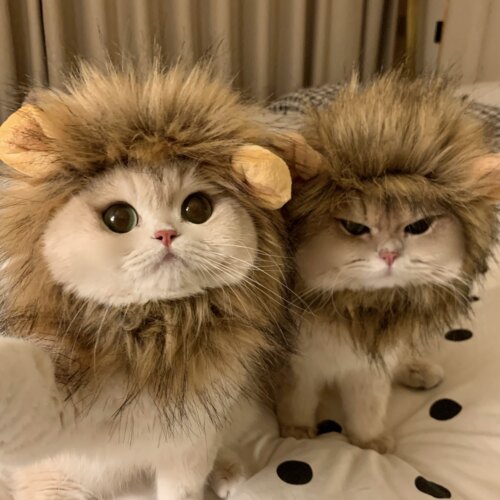 猫咪狗狗变装头套帽子可爱狮子帽