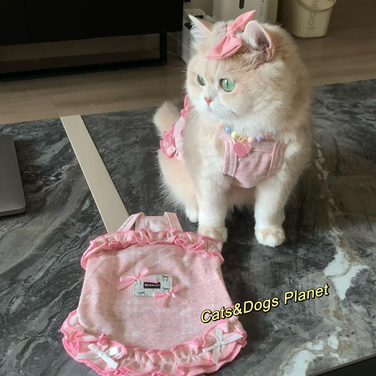 新款猫咪狗狗背心花边公主风可爱春夏衣服套装项链发夹搭配金渐层