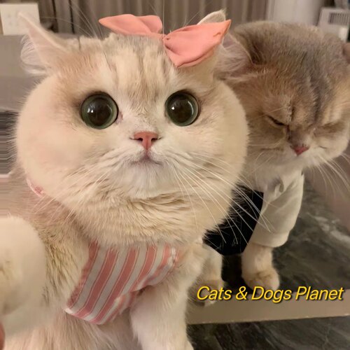 夏天猫咪公主裙可爱颜值狗狗衣服