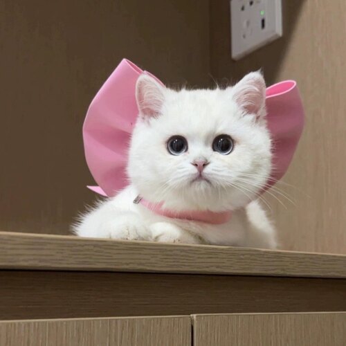 猫咪可爱口水巾围脖装饰大蝴蝶结