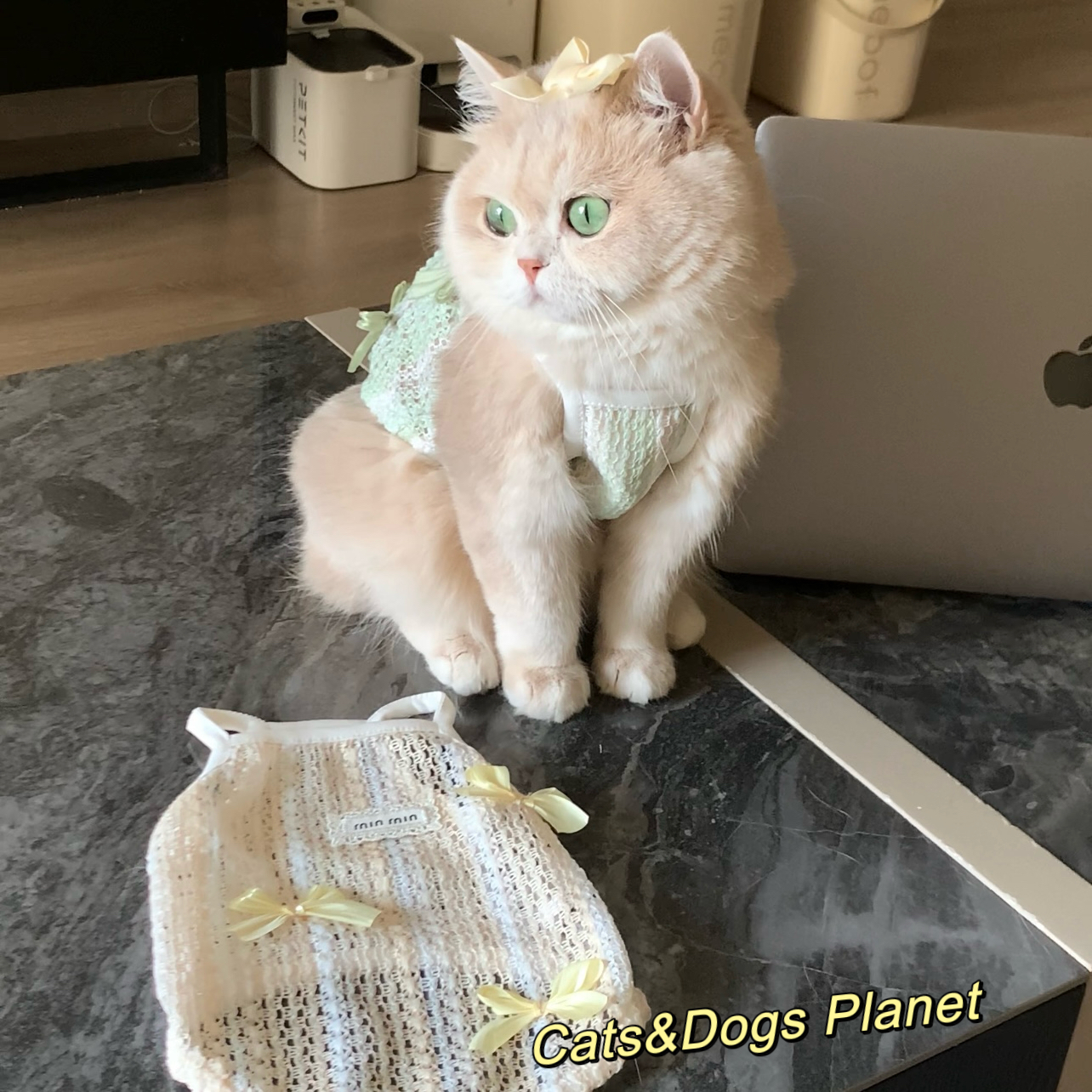 猫咪狗狗通用背心镂空防掉毛春夏款吊带可爱奶油色衣服金渐层蓝猫
