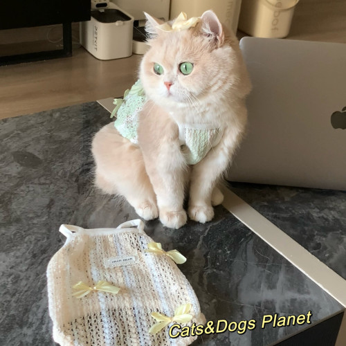 猫咪狗狗通用背心镂空防掉毛春夏款吊带可爱奶油色衣服金渐层蓝猫