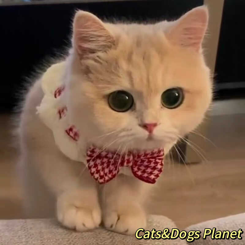 公主风猫咪围脖项圈狗狗猫咪