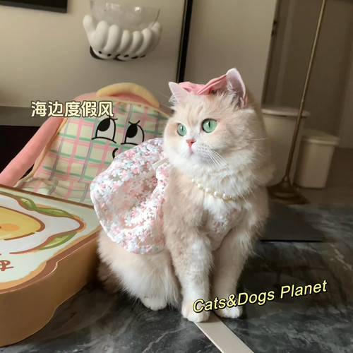 猫咪狗狗公主风网眼刺绣公主裙防掉毛衣服吊带裙可爱金渐层比熊猫