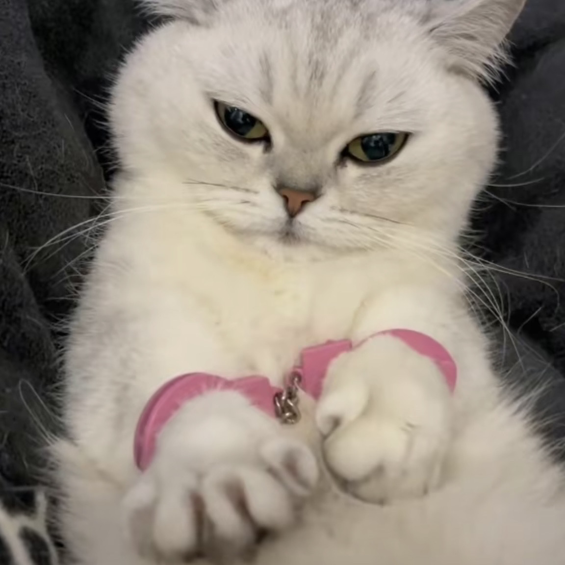 猫咪粉色手铐逮捕玩具银手镯宠物小狗狗搞笑玩具猫咪金银渐层布偶