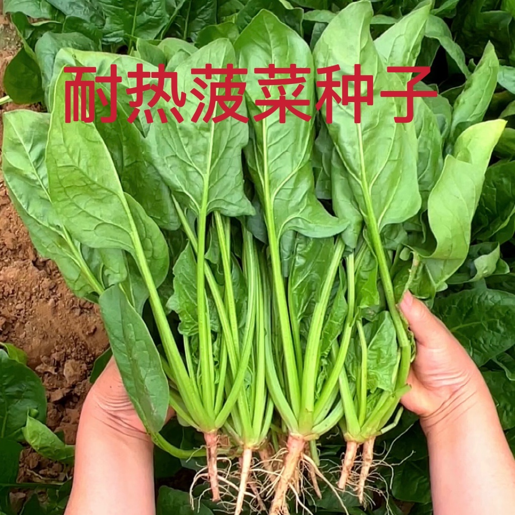 【耐热菠菜种子】夏季种植耐热耐抽苔菠菜种子盆栽地栽种植菠菜籽