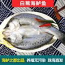 白蕉海鲈鱼新鲜海鲜水产生鲜冷冻真空袋清蒸鲈鱼芦鱼卢鱼珠海特产