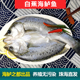 白蕉海鲈鱼新鲜海鲜水产生鲜冷冻真空袋清蒸鲈鱼芦鱼卢鱼珠海特产