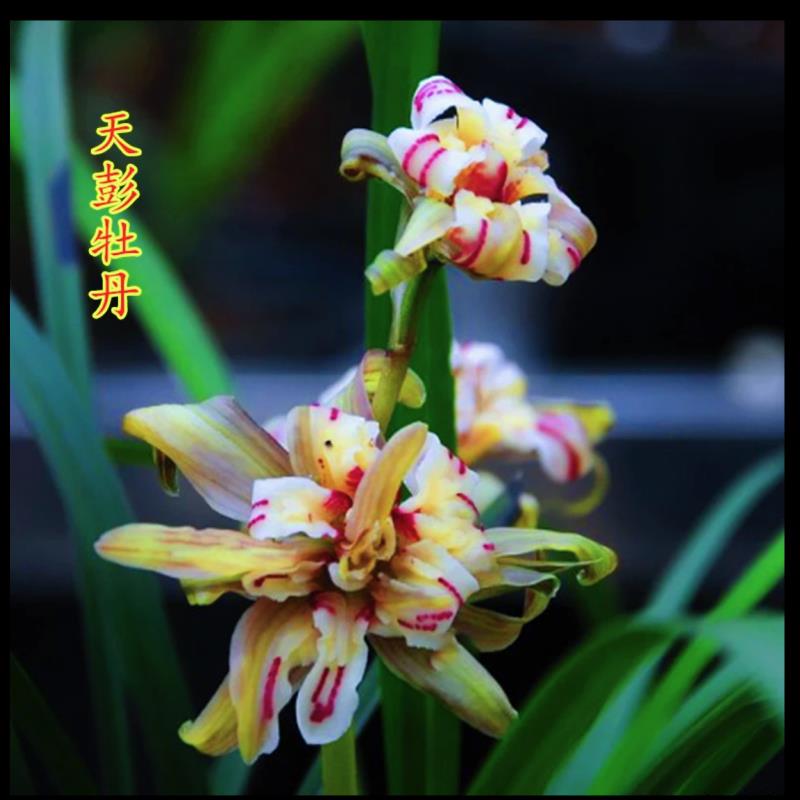 【天彭牡丹】春兰奇花开花浓香型兰花苗好养勤花勤芽绿植盆栽