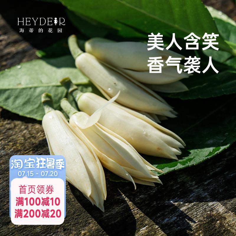 海蒂的花园黄葛兰黄角兰白兰花四川本土植物耐热香味花卉树苗盆栽