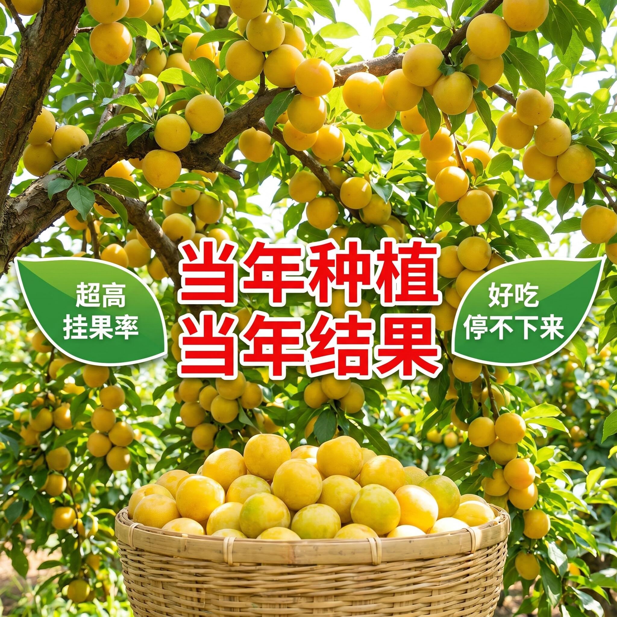 正宗蜂糖李树苗嫁接特大果李子苗南北方种植盆栽地栽庭院当年结果