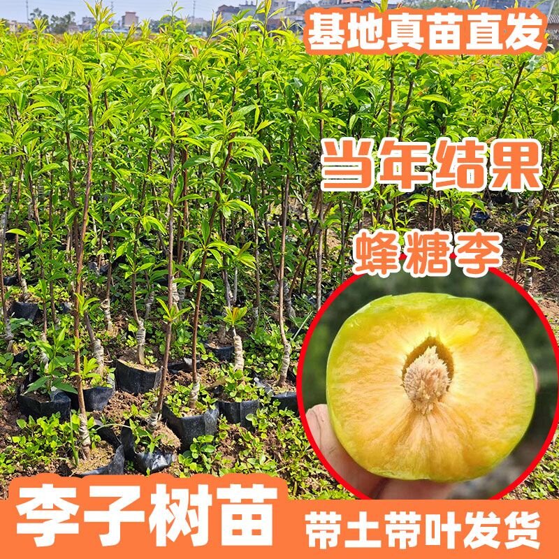 蜂糖李李子树苗嫁接苗南方北方种植盆栽地栽当年结果大果李子苗