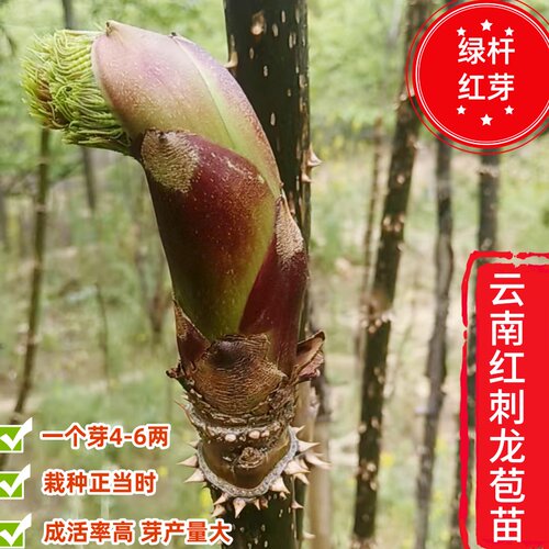 现挖现发正宗红刺老芽种根红刺老苞树苗高产易活刺老芽苗树头菜苗