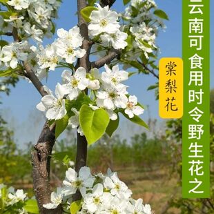 云南特产新鲜堂梨花即食开胃下饭农家自种糖梨花现摘现发山野菜