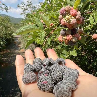 树莓苗山莓苗高脚波苗刺葫芦苗种