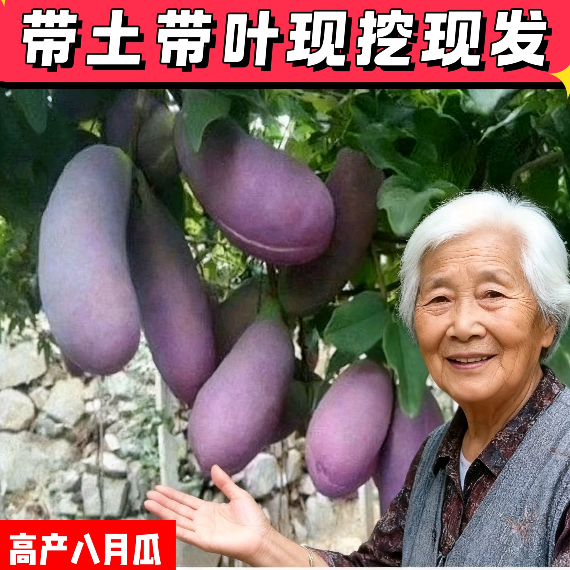 高产蜜香八月瓜苗改良八月炸果树农技服务