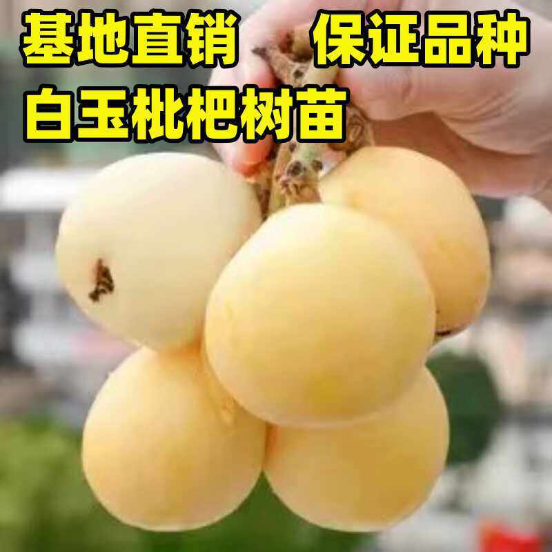 白玉枇杷树苗嫁接特大早熟无核白沙琵琶果树苗南北方种植当年结果图片