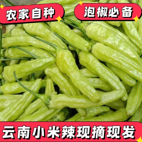 云南小米辣椒特辣农家自种白米椒现摘野山椒泡椒朝天椒泡椒鱼调料