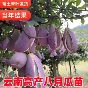 八月瓜种苗袋装中华肾果三叶木通苗当年结果香甜多汁 阳台庭院果