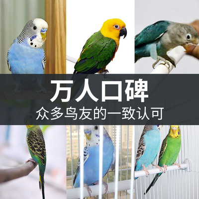 宠尚天鹦鹉鸟笼大号八哥玄凤牡C丹虎皮鹦鹉鸟笼子家用繁殖用品