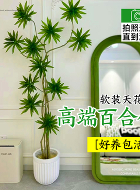极速高端百合竹室内客q厅绿植大金心植物盆栽办公室造型真花轻奢