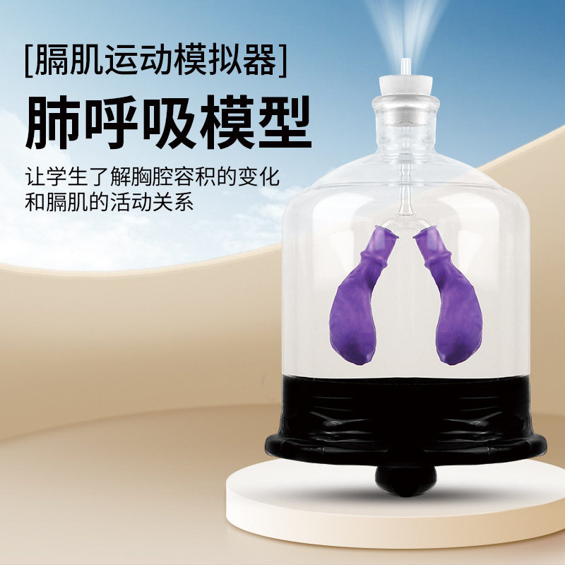 膈肌运动模型大号教师演示用肺呼吸模拟器人体肺气体交换模型教具