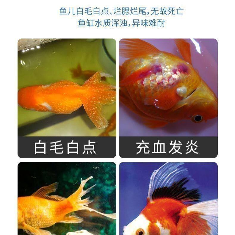 庆大霉素鱼用金鱼锦鲤消毒烂尾烂鳍白点专用烂身药病鱼药白毛炸鳞