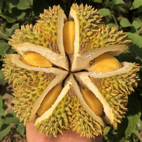 泰国金枕榴莲鲜果巴掌新鲜榴莲软糯香甜金枕头留莲水果顺丰速运