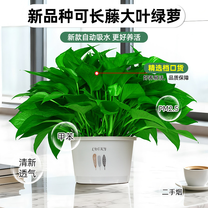 大叶大盆绿萝绿箩盆栽室内办公室客厅摆放植物净化空气基地批发