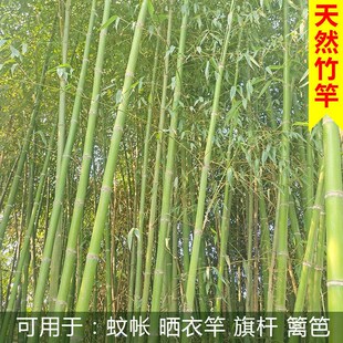 竹竿晾衣竿挂蚊帐l杆旗杆细竹棍子竹条纯天然篱T笆搭架菜园瓜架