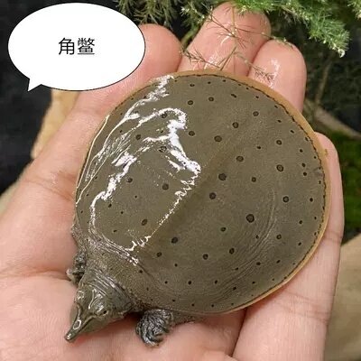 美国深水王八珍珠鳖小甲鱼苗大小龟/鳖