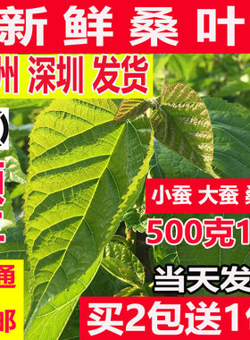 新鲜桑叶学生蚕宝宝套装饲料春蚕卵小蚕虫嫩桑叶现摘桑叶新鲜包邮