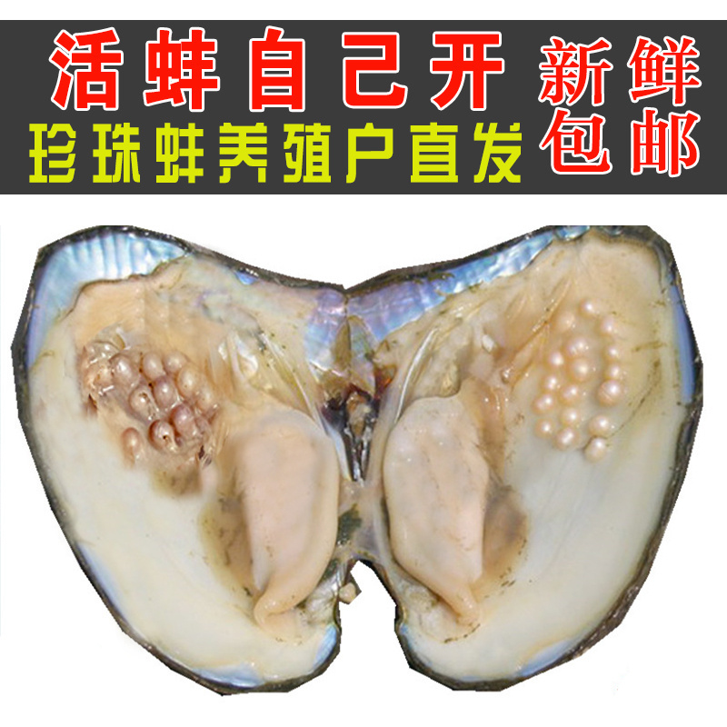 天然淡水珍珠蚌壳活体河蚌单散珠爱迪生自己开养蚌取珍珠鲜活包邮