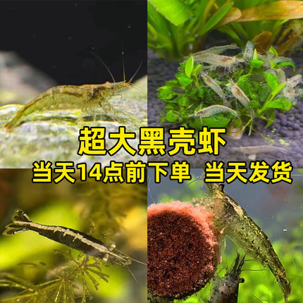 超大黑壳虾除藻虾喂鱼喂乌龟活体饲料吃屎虾水族草缸虾清洁虾