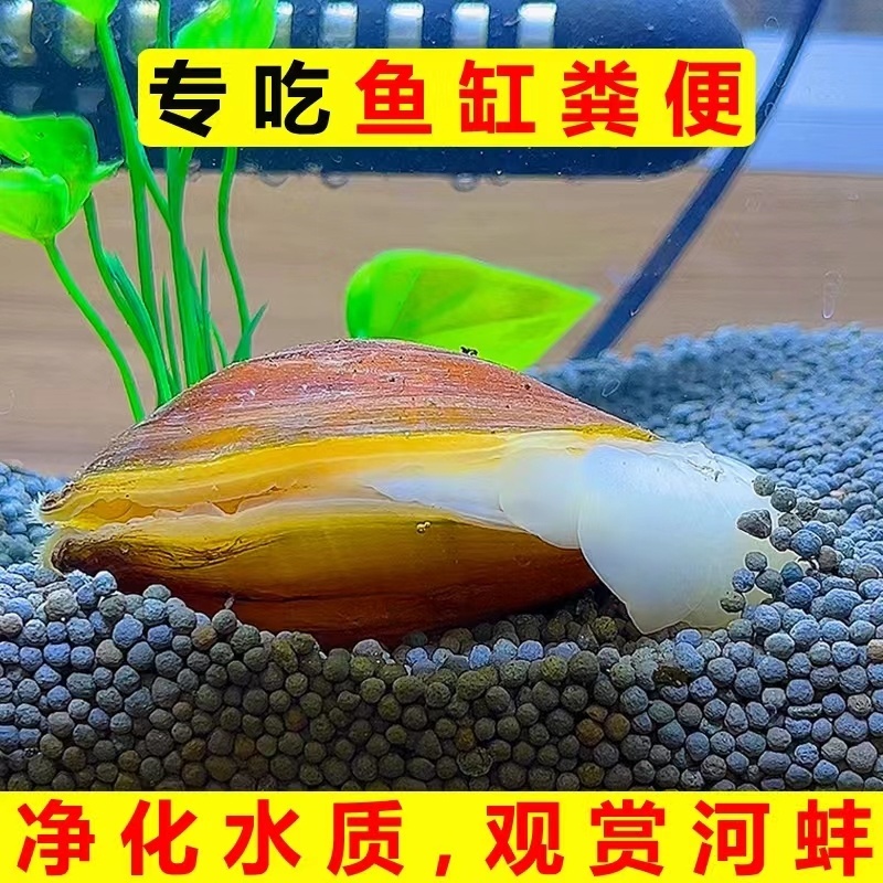 专吃鱼屎粪便黄金小河蚌河蚬淡净水观赏螺活田螺黑壳虾贝壳苗活体