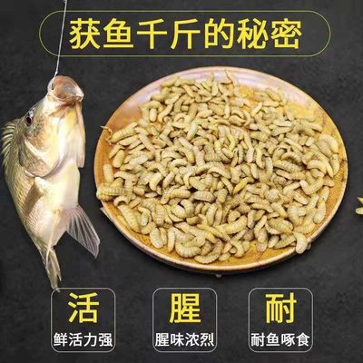 黑水虻活虫鱼饵翘嘴观赏鱼虾螃蟹龙虾诱饵料蚯蚓红虫卵干野钓通用