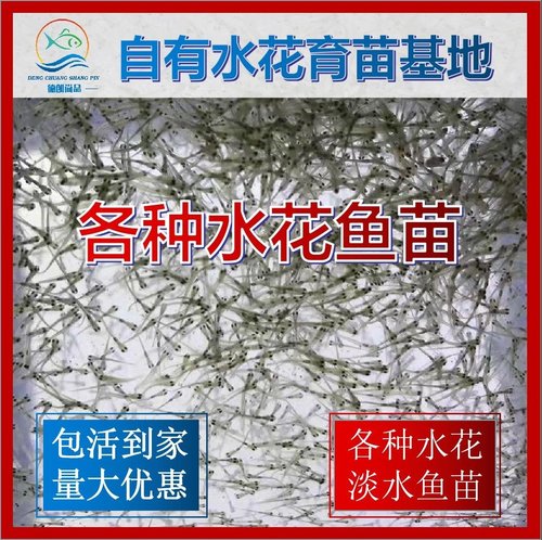 【各种水花鱼苗】鲮鱼水花麦鲮土鲮鱼麦穗鱼红眼鳟水花黄骨鱼水花