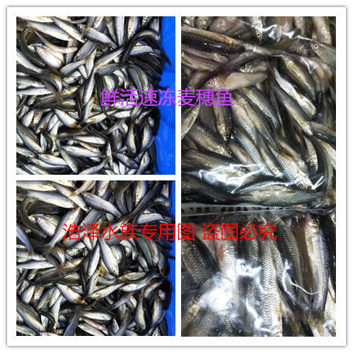 鲜活速冻淡水河虾麦穗鱼泥鳅林蛙龙鱼虎鱼魟鱼活体饲料
