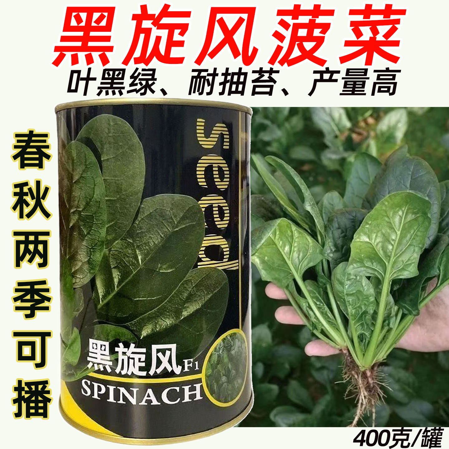 黑旋风菠菜种子中熟耐抽苔耐热