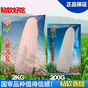 万糯2000现货万糯188白糯玉米特大甜糯型香甜万糯玉米种子新货到